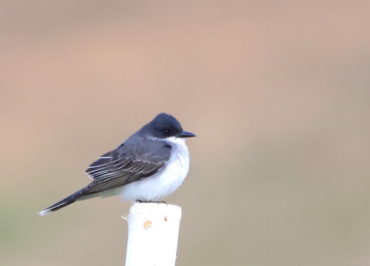 Eastern Kingbird - ML559405441