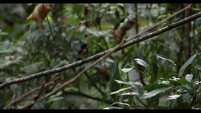 Hainan Blue Flycatcher - ML559407161