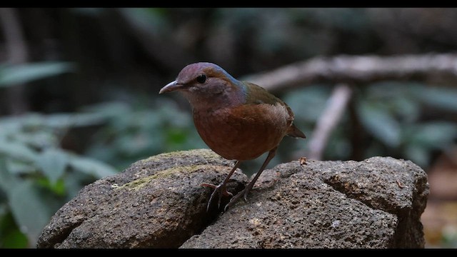 コシアオヤイロチョウ - ML559407231