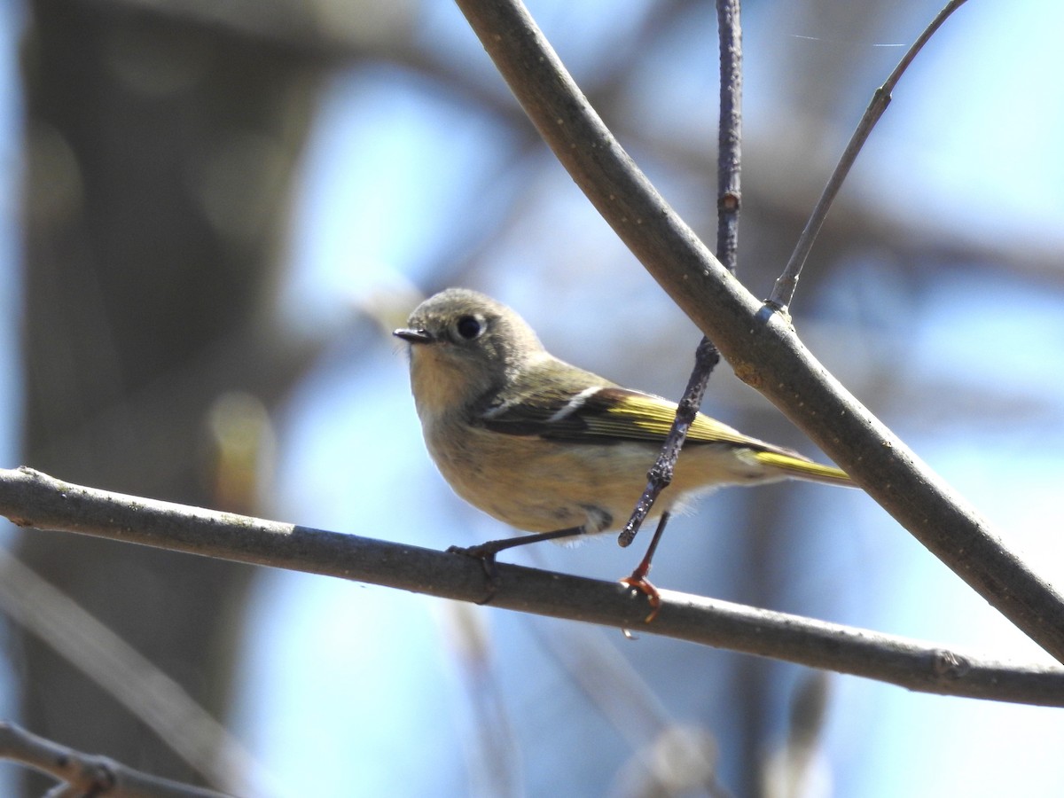 Ruby-crowned Kinglet - ML559408951