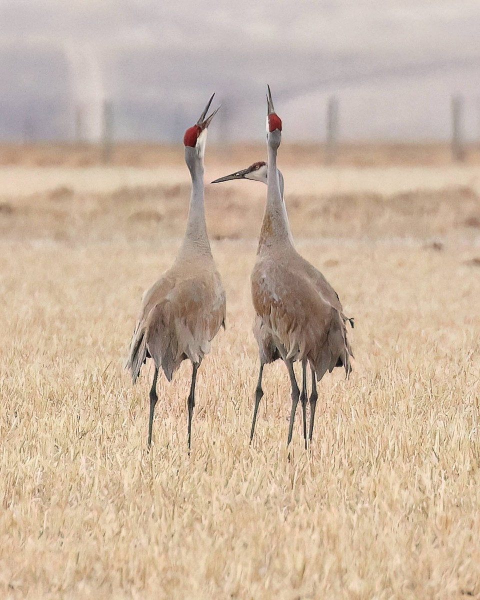 Grulla Canadiense - ML559409421