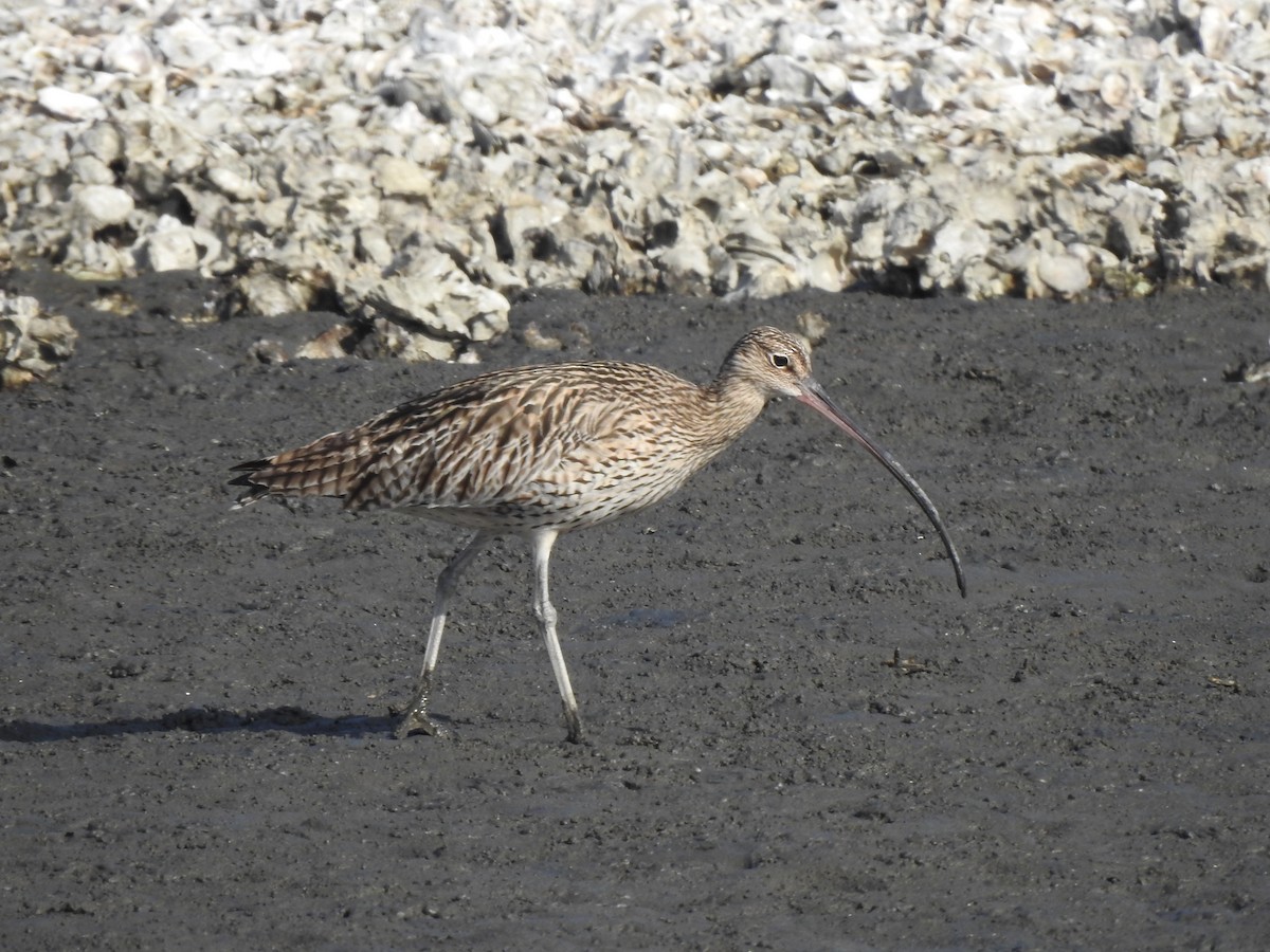 Far Eastern Curlew - Suebsawat Sawat-chuto