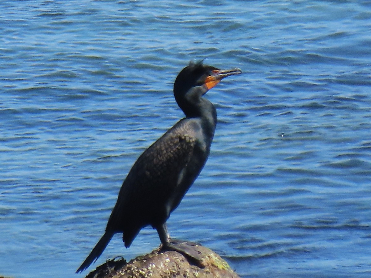 Double-crested Cormorant - ML559412131