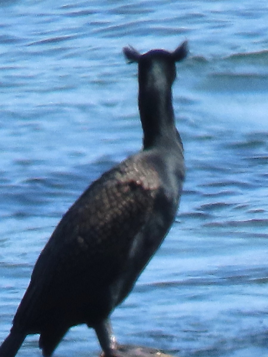 Double-crested Cormorant - ML559412141