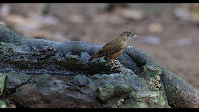 Abbott's Babbler - ML559412861