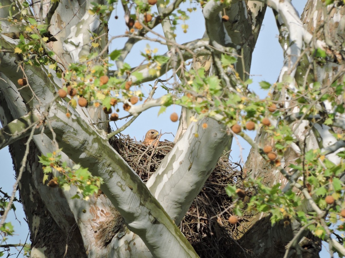 Red-shouldered Hawk - ML55941391