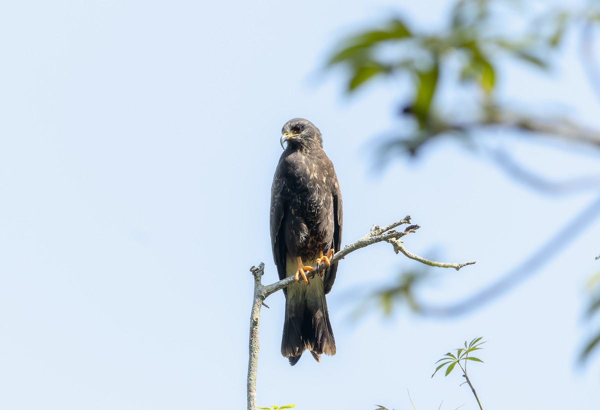 Snail Kite - ML559413941