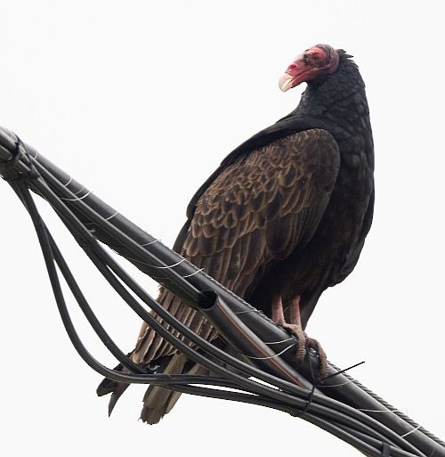 Turkey Vulture - ML559414161