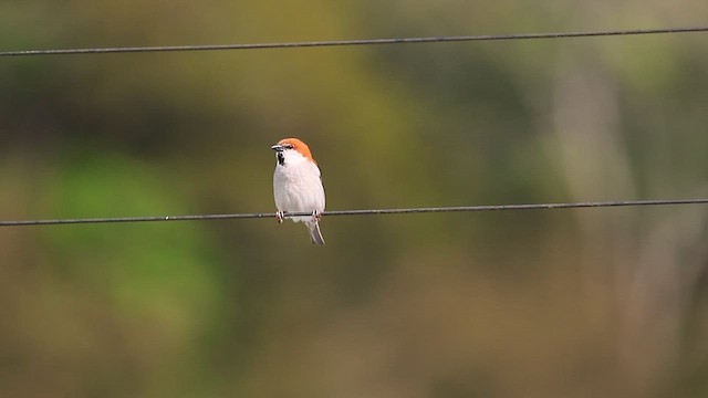 Russet Sparrow - ML559414331