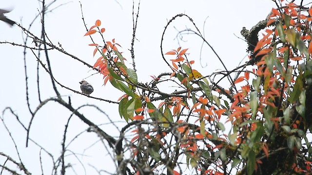 Camachuelo Pardo - ML559414641