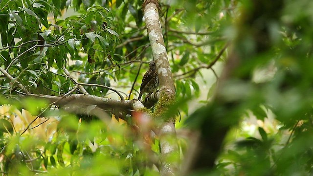 Collared Owlet - ML559414751