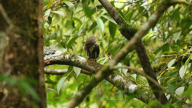 Collared Owlet - ML559414761