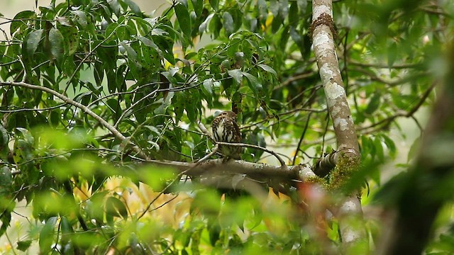 Collared Owlet - ML559414811