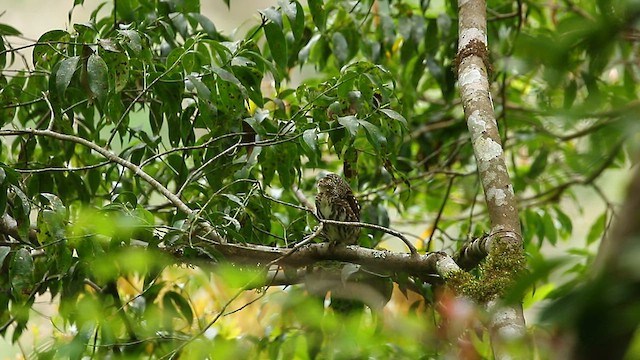 Collared Owlet - ML559414821