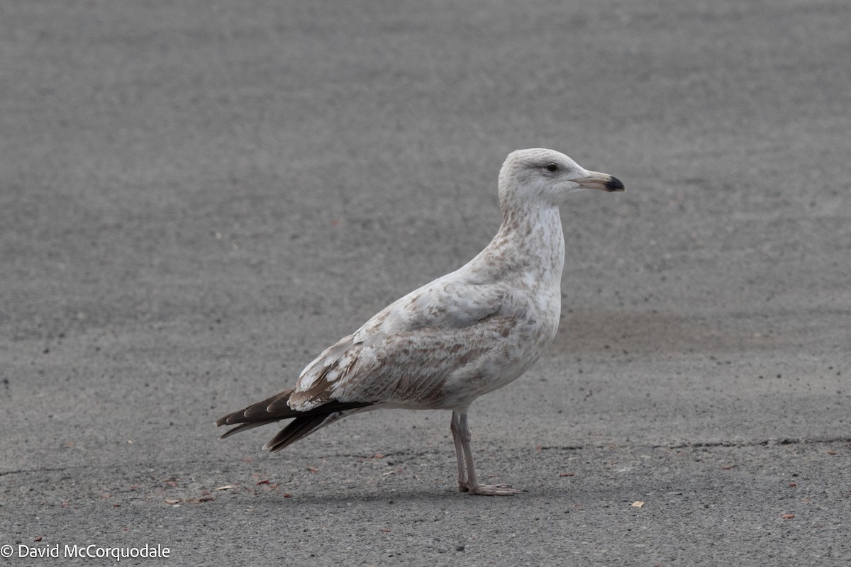 Gaviota Argéntea - ML559416511