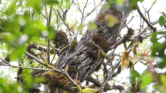 Gray-headed Woodpecker - ML559416871