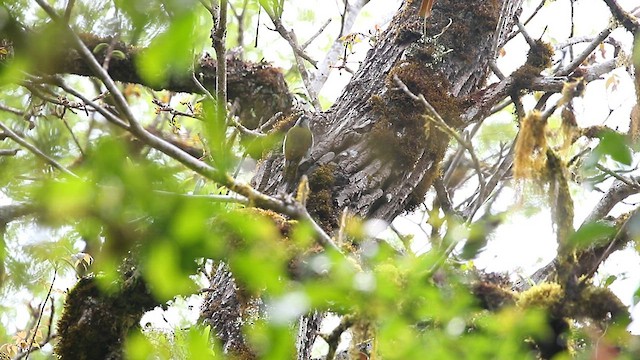 Gray-headed Woodpecker - ML559417131