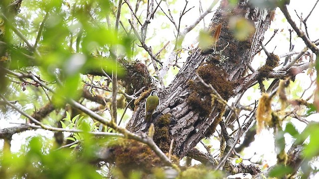 Gray-headed Woodpecker - ML559417141