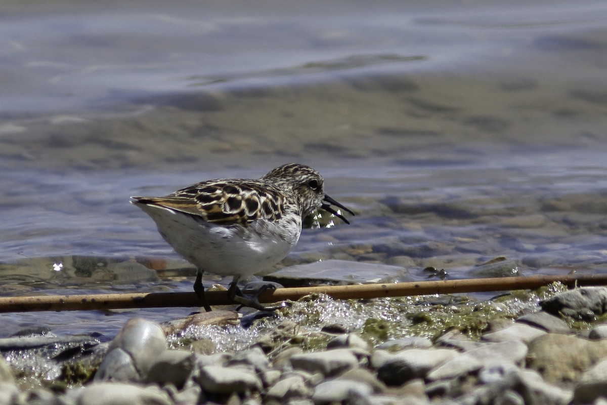 Least Sandpiper - ML559417891