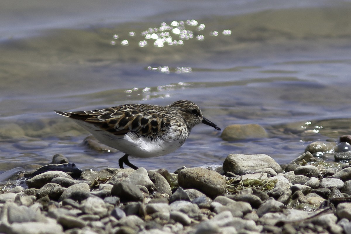 Least Sandpiper - Linda Chittum