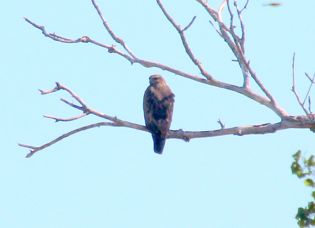 Common Buzzard (Corsican) - ML559418411