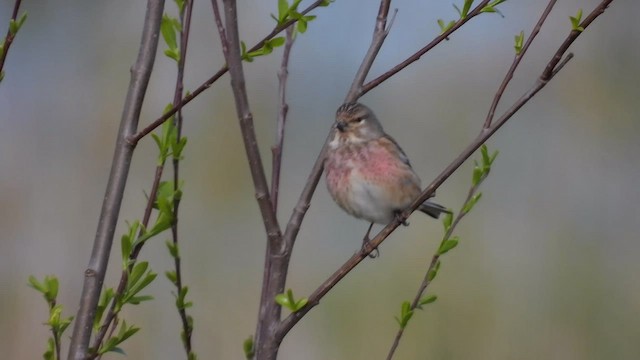 Eurasian Linnet - ML559419411