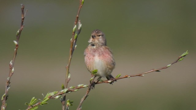 Eurasian Linnet - ML559419441