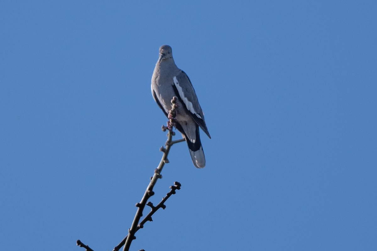 Tourterelle à ailes blanches - ML559419521