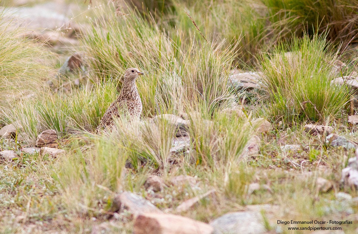 Gray-breasted Seedsnipe - ML559419791