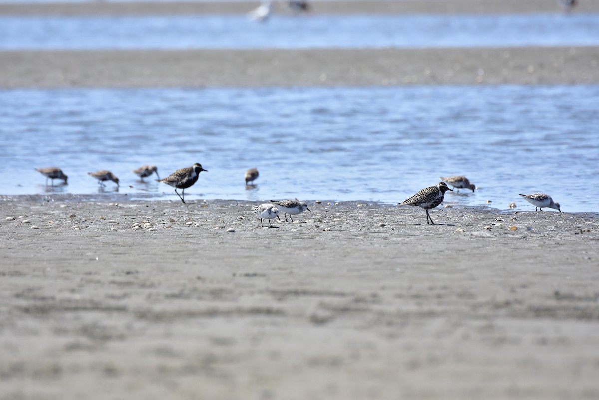 Pacific Golden-Plover - ML559420791