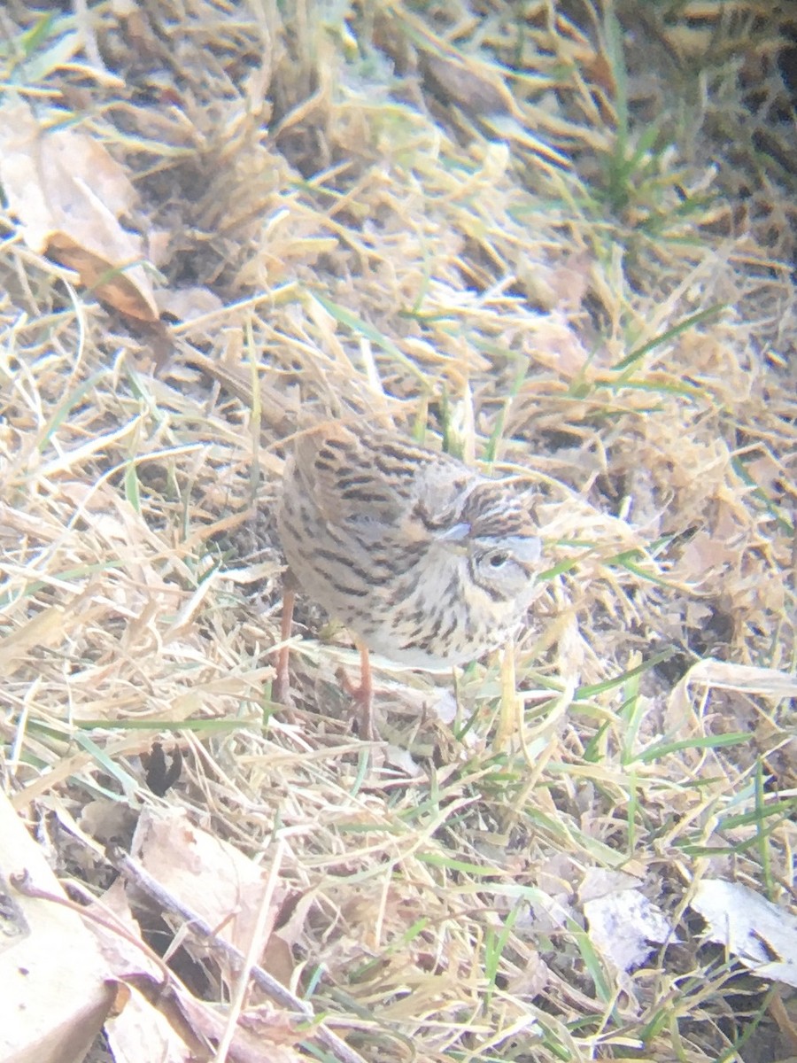 Lincoln's Sparrow - ML559420861