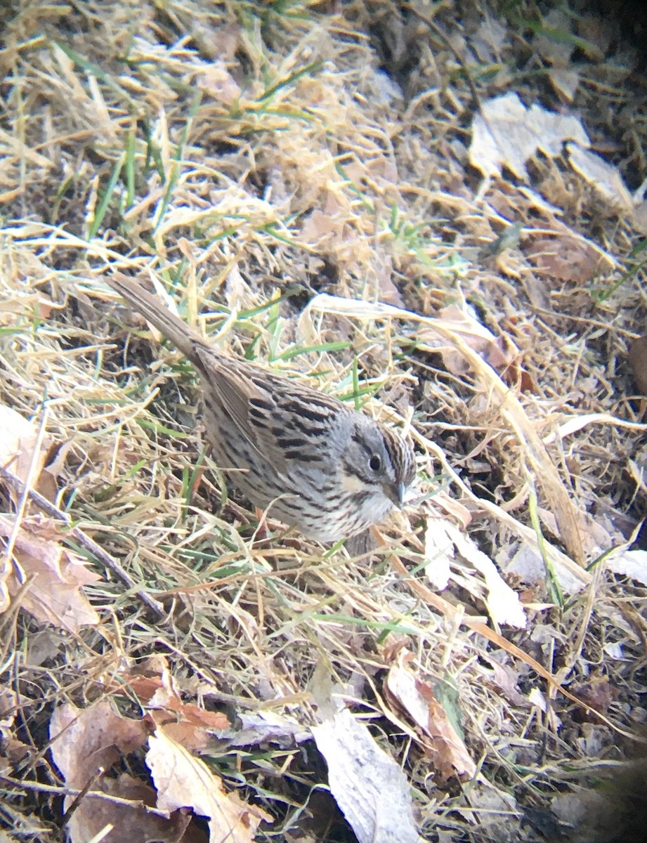 Lincoln's Sparrow - ML559420871