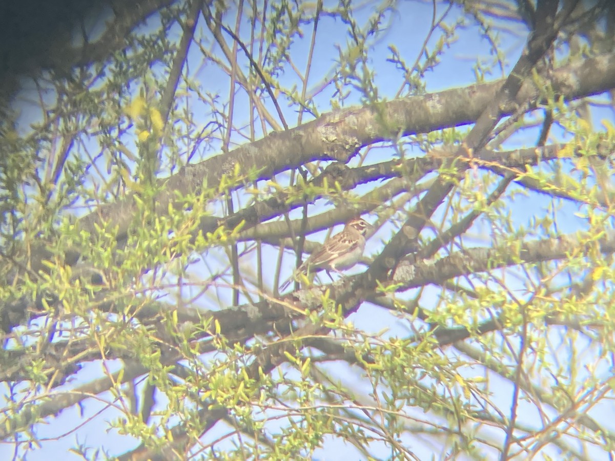 Lark Sparrow - ML559421891