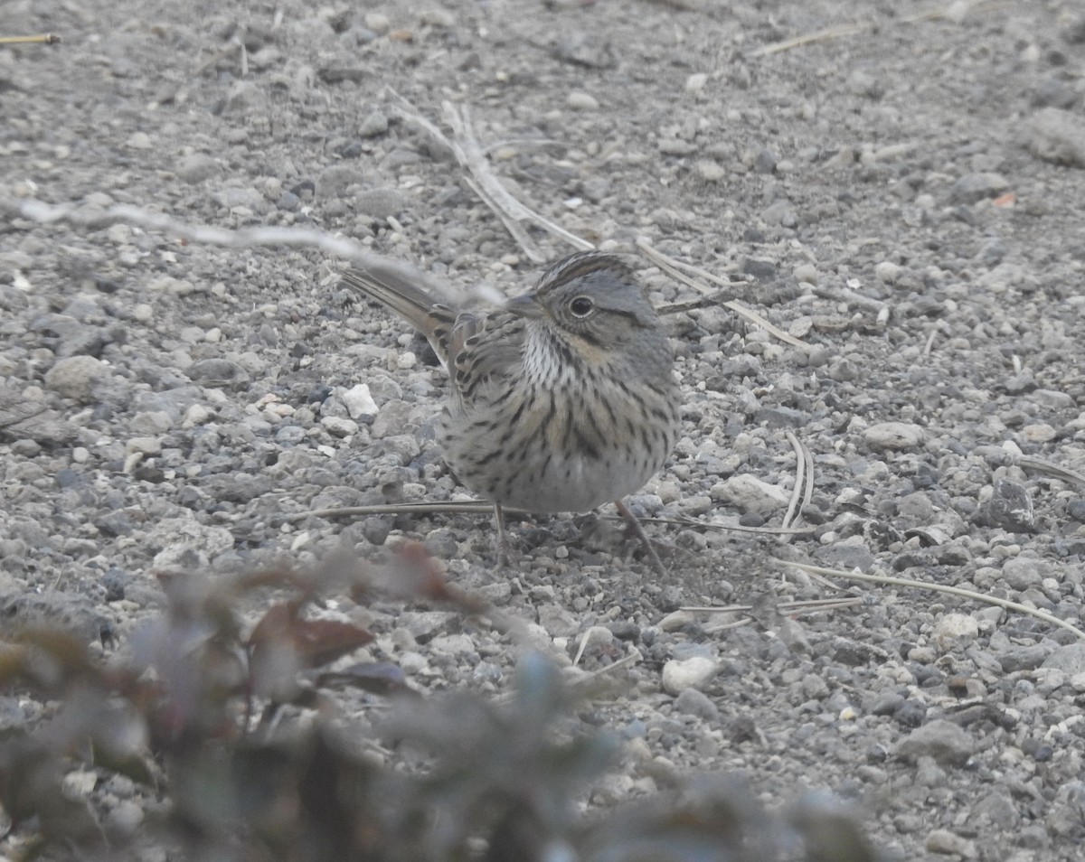 Lincoln's Sparrow - ML559422191