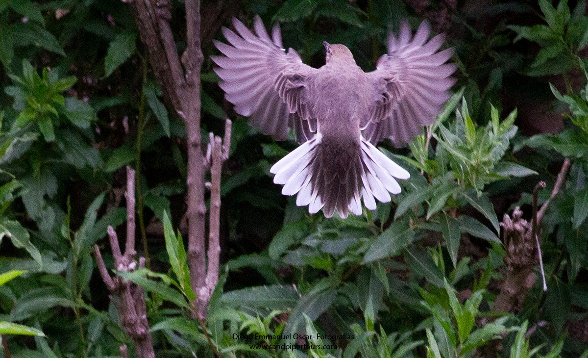 White-tailed Shrike-Tyrant - ML559422511