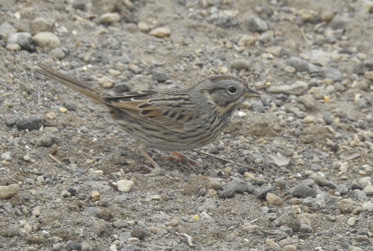 Lincoln's Sparrow - ML559422681