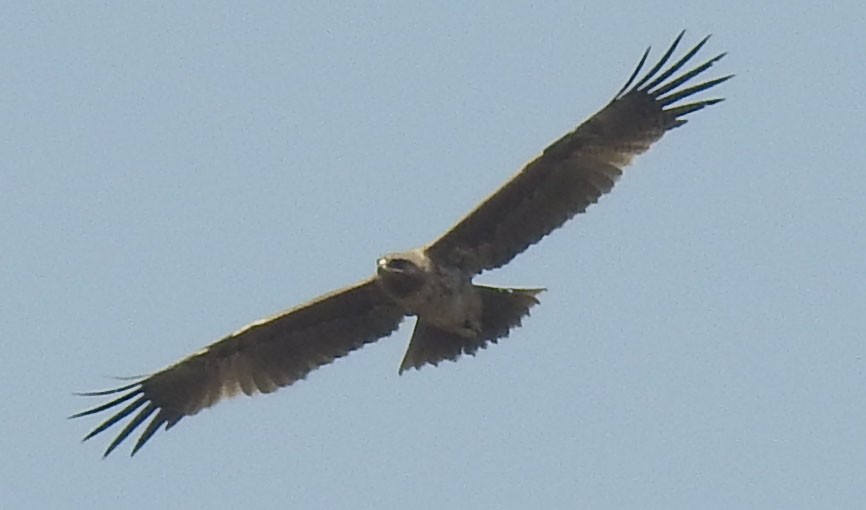 Indian Spotted Eagle - ML559423251