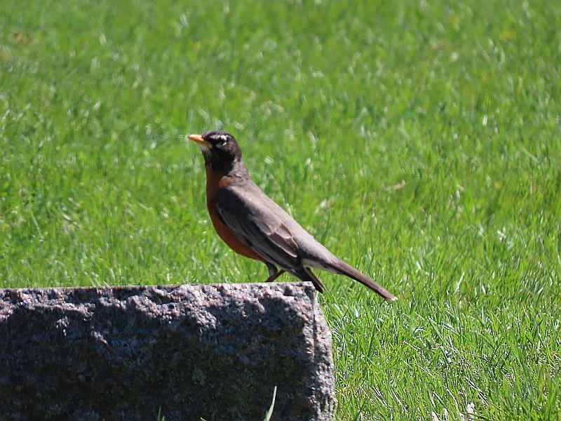 American Robin - ML559423411