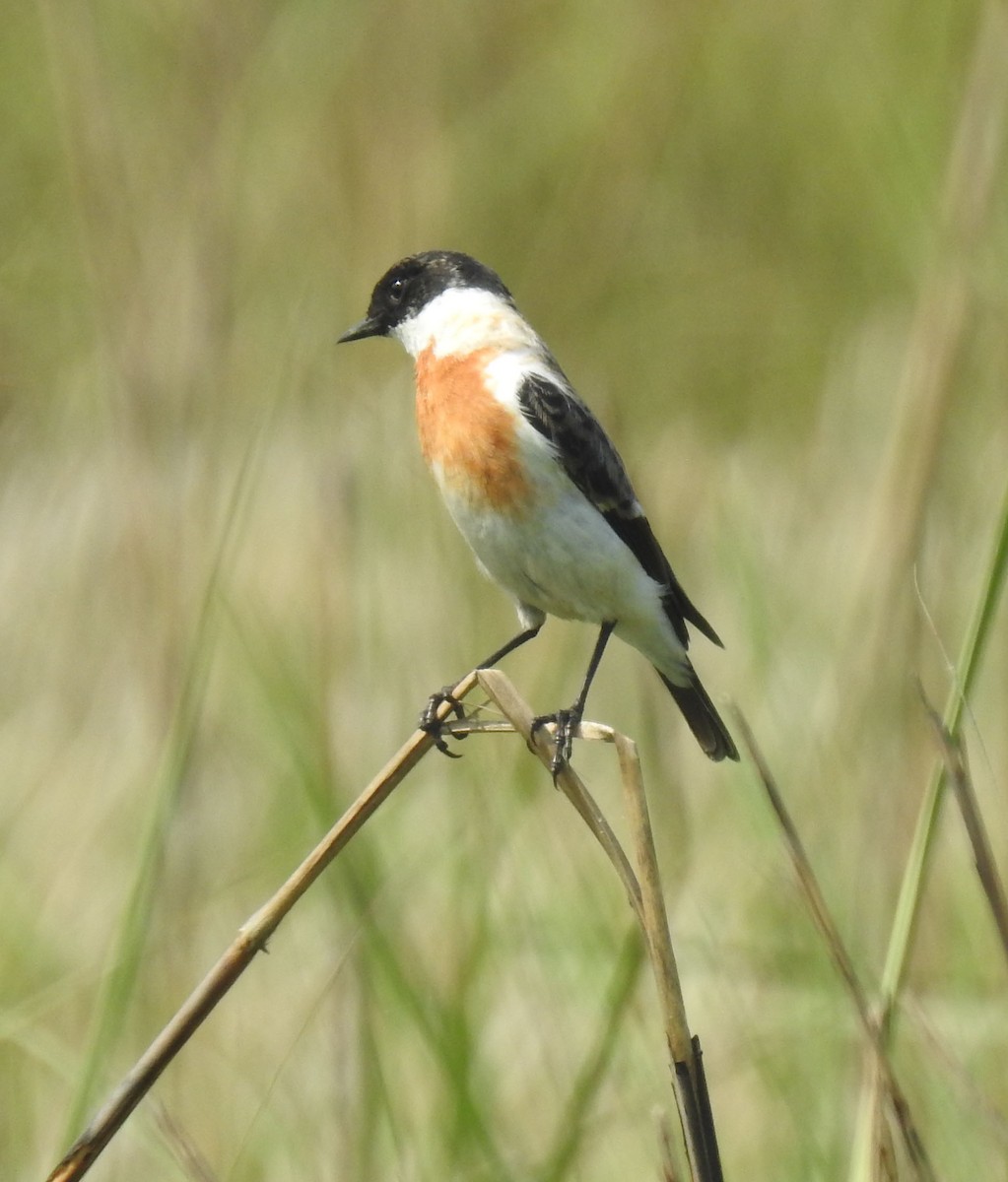 White-throated Bushchat - ML559423431