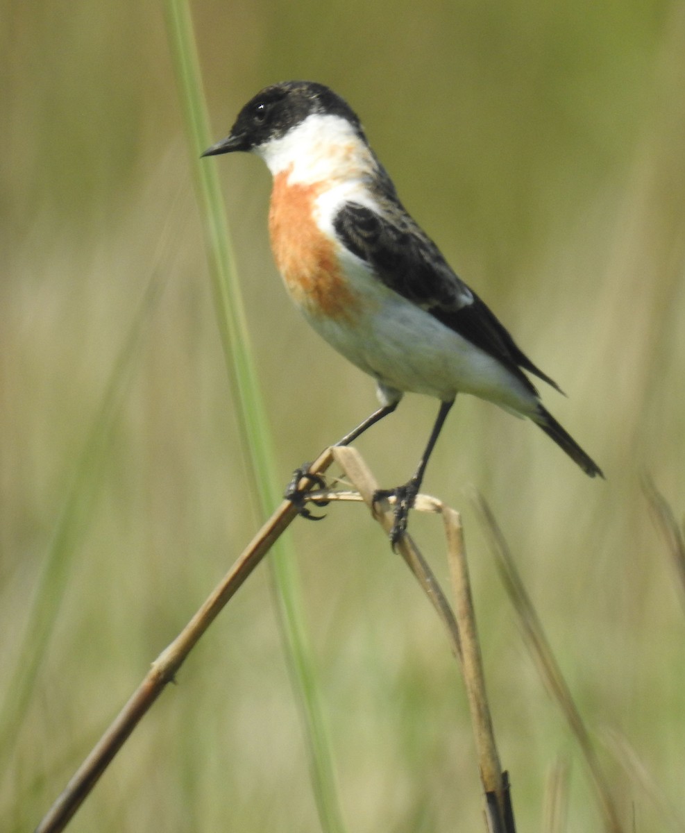 White-throated Bushchat - ML559423461