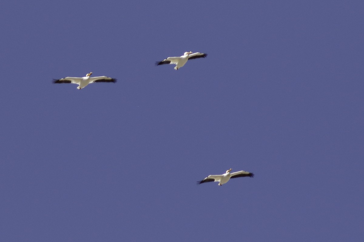 pelikán severoamerický - ML559423601