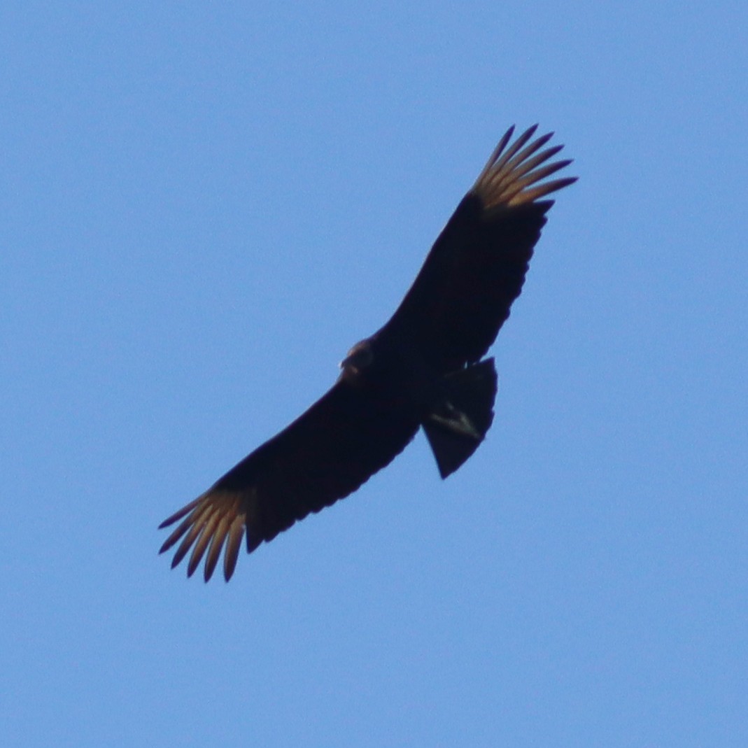 Black Vulture - ML559424301
