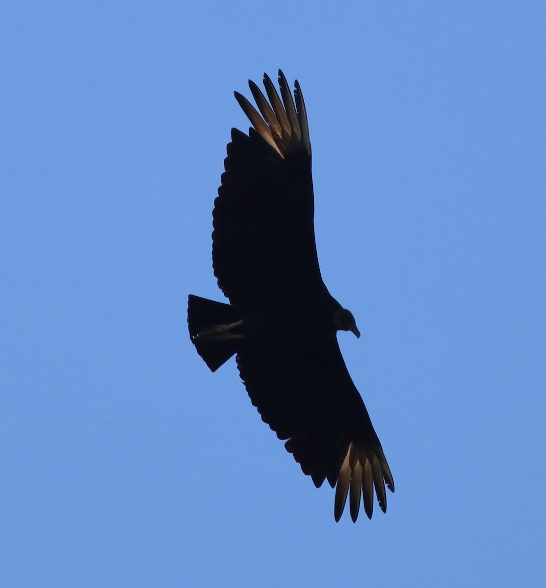 Black Vulture - ML559424361