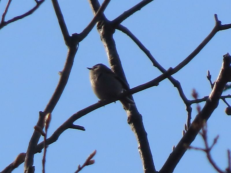 Golden-crowned Kinglet - ML559424841