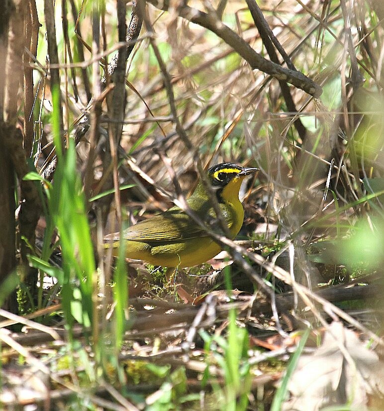 Kentucky Warbler - ML55942491
