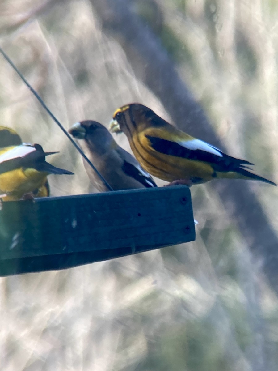 Evening Grosbeak - ML559424941