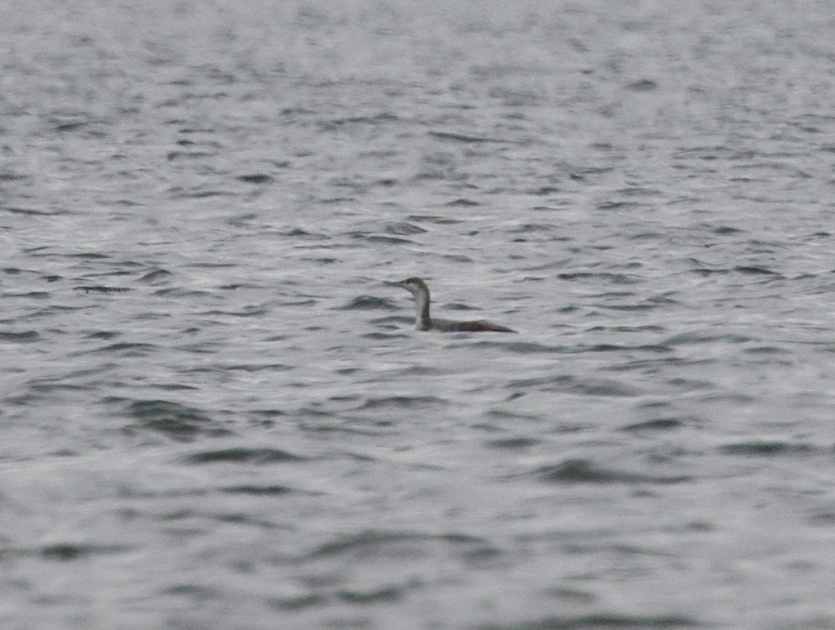 Red-throated Loon - ML559425361