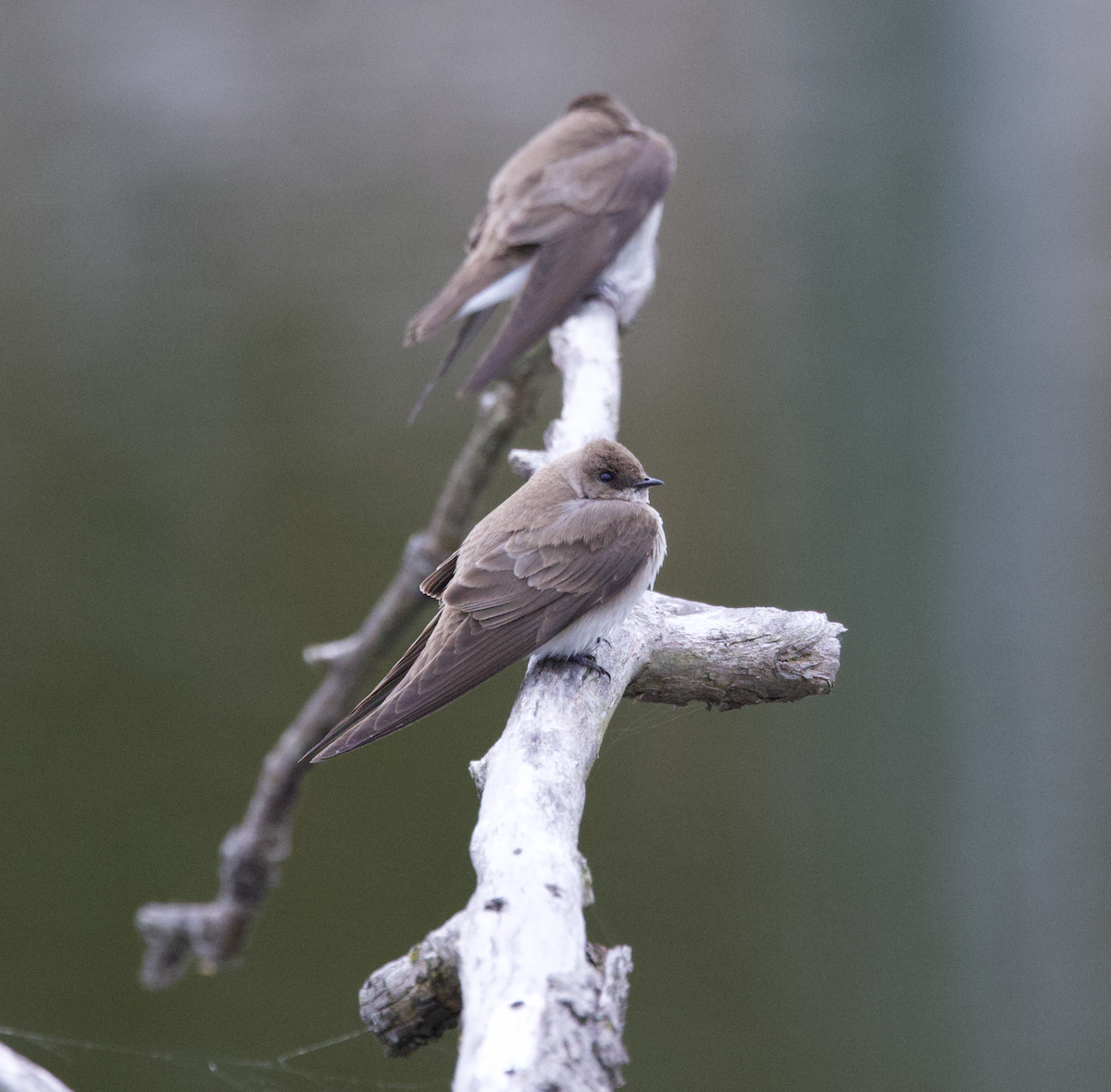 Northern Rough-winged Swallow - ML559425741