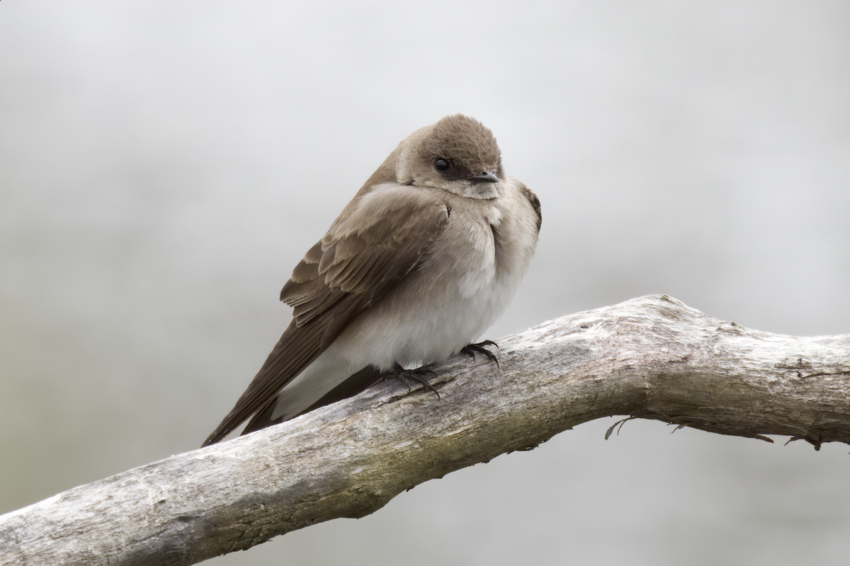 Northern Rough-winged Swallow - ML559425981