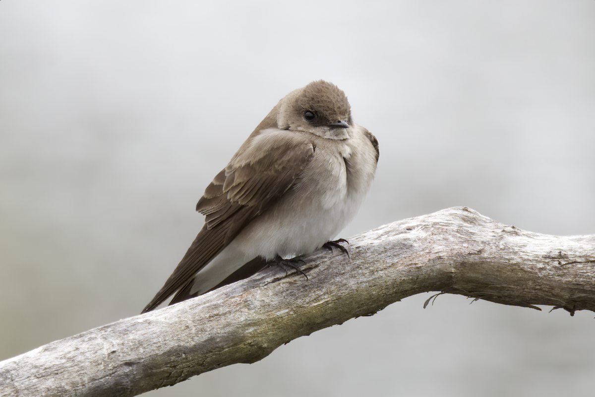 Golondrina Aserrada - ML559425981